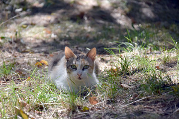 Домашние животные (Кошки)