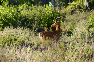 Hirola isolated grazing