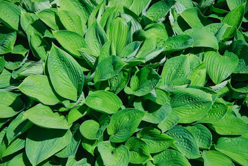 Hosta, or Funkia after a rain. Plant background of green leaves