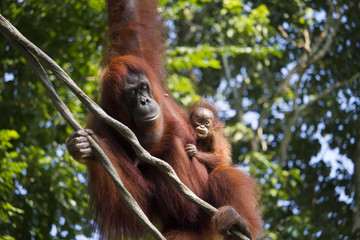 Mother and Baby Orangutan 