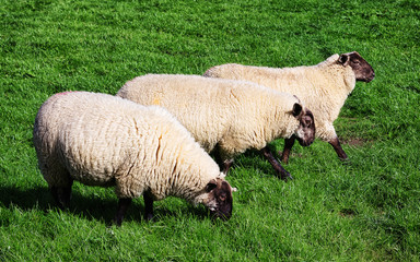 Three sheep grazing