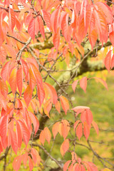 赤く紅葉した桜の葉