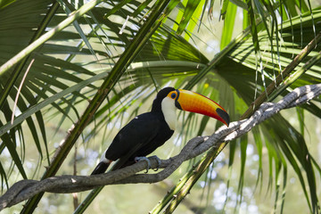 Toco Toucan