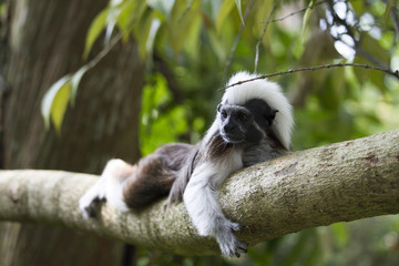 Little Cute Tamarin