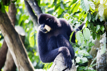 White-Cheeked Gibbon