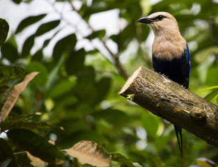 Obraz premium Blue-bellied Roller