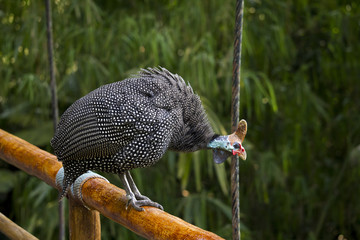 Guinea Fowl