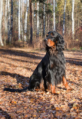  Setter Gordon in autumn forest