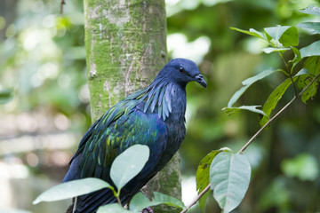 Nicobar Pigeon 