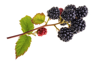 Branch of bramble isolated on white background. Bunch of beautiful ripe blackberries with green...