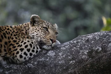 Foto auf Acrylglas Leopard © steffilurger