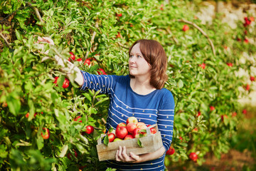 Woman picking ripe organic apples in wooden crate