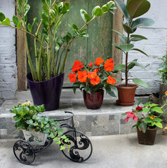 Fototapeta na wymiar Beautiful terrace with a lot flowers and bicycle