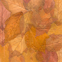 Background laid out of dried yellow and brown leaves of a maple plant