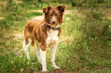 A beautiful dachshund puppy dog with sad eyes dog portrait
