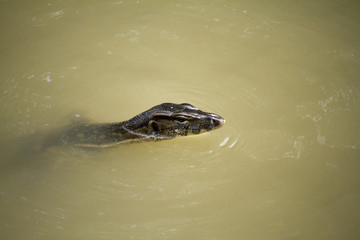 Swimming Asian Water Monitor