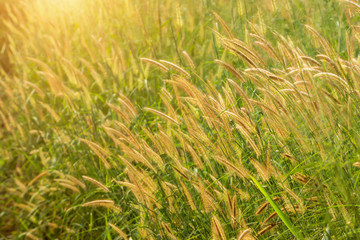 Flower grass in the forest.