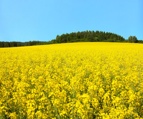 Obraz premium golden field of flowering rapeseed, canola or colza