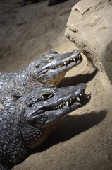 Croco Brüder