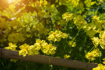 Yellow cosmos flower
