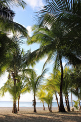 Palmbomenstrand Cozumel