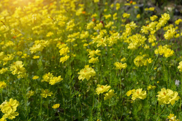 Fototapeta premium Yellow cosmos flower