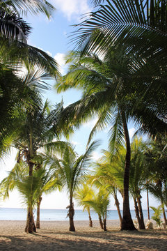 Palmbomenstrand Cozumel