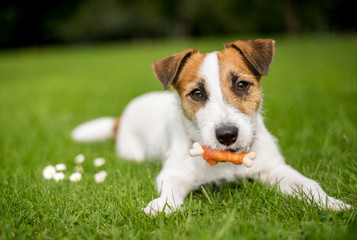 Jack Russell puppy lying on a grass in a park with a bone treat in it's mouth
