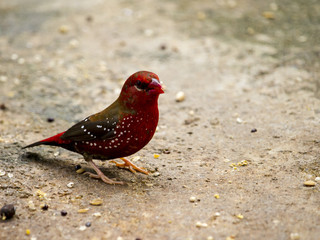 Red Finch