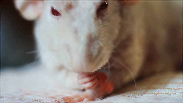 simatic rat albino gnaws a watermelon cake