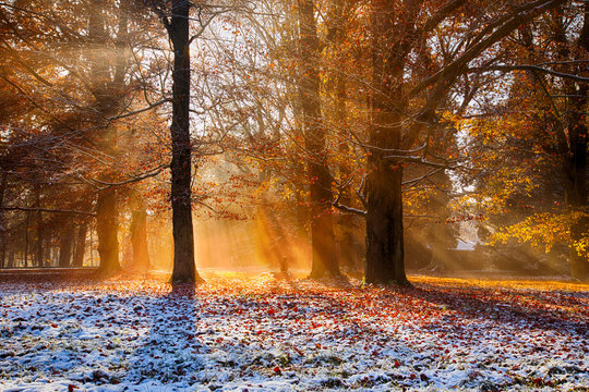Fototapeta Magical autumn scenery with morning fog.