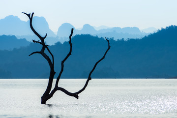Branches in the lake with blue mountain.