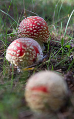 Fila de Setas amanita Muscaria en crecimiento