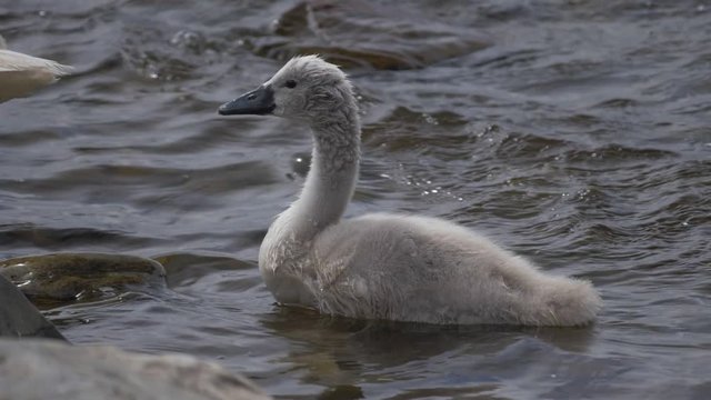 Baby Swan Cleans Itself - Native Version, Real 200fps SlowMo