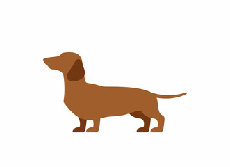 Dog dachshund