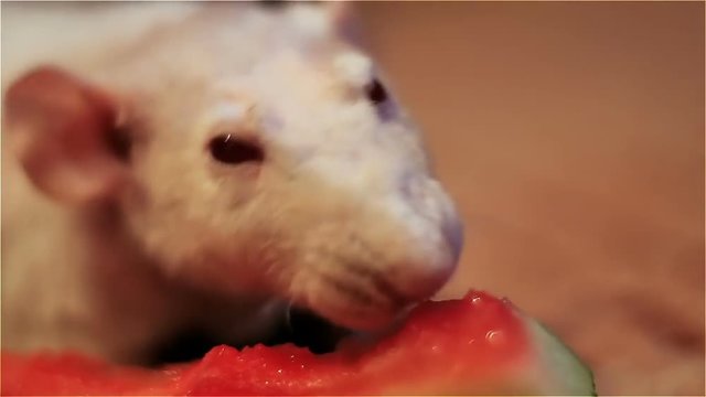 simatic rat albino gnaws a watermelon cake