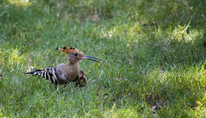 Hoopoe