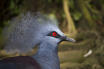 Victoria Crowned Pigeon