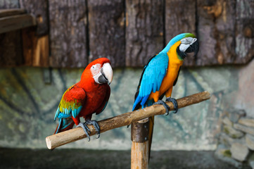 Colorful couple macaws sitting on log. Two bright parrots on a pole