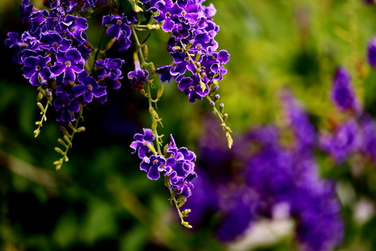 duranta