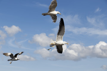 Several sea gulls in flight