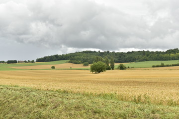 Fototapeta na wymiar Vastes champs de blé après moisson sous un ciel gris ,au Périgord Vert
