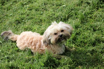 Hundeportrait
