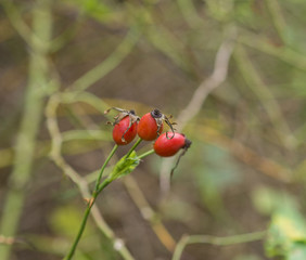 close up brier on fuzzy green background