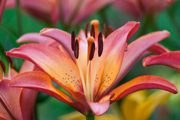 Closeup view of a Daylily flower
