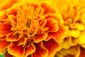 Fototapeta premium Orange and yellow marigold flowers in the garden (closeup)