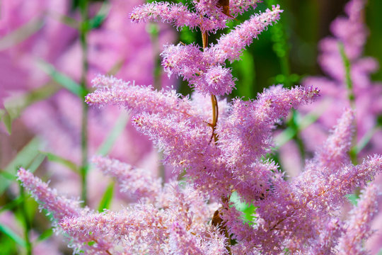 Flowers of pink astilba
