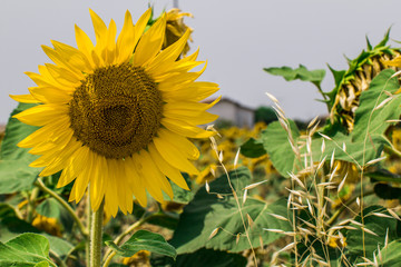 Girasoli