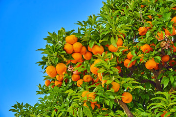 Orange garden.  Orange tree. Mandarins on the tree