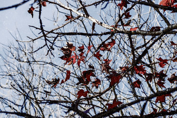 Red leaves maple on branch in the winter.